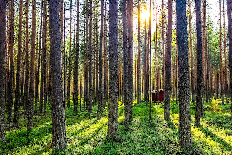 Forest in Rovaniemi